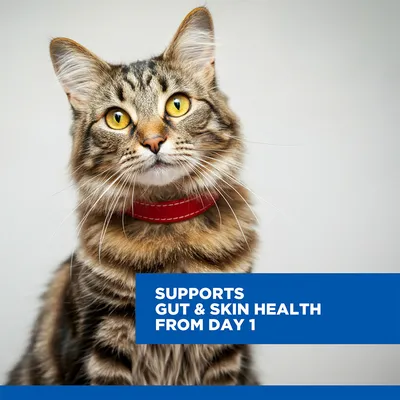 Hill's Science Plan Adult 1+ Sensitive Stomach & Skin Chicken Hill's Science Plan Adult 1+ Sensitive Stomach & Skin Chicken