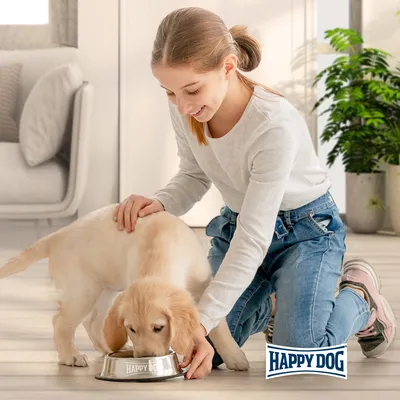 Golden Retriever-valp äter ur en Happy Dog matskål, tillsammans med en person. Happy Dog-logotyp synlig.