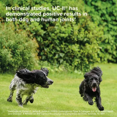 Text states clinical studies show UC-II has demonstrated positive results in both dog and human joints. Two dogs are running on grass.