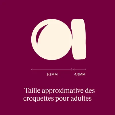 Graphique de la taille approximative des croquettes pour adultes : diamètre 9,2 mm, épaisseur 4,5 mm. Graphique de la taille approximative des croquettes pour adultes : diamètre 9,2 mm, épaisseur 4,5 mm.