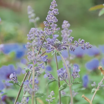 Planta de flores pequeñas moradas con hojas verdes, fotografiada en exterior. No se muestra envase ni marca visible.