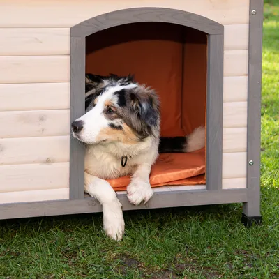 Hund in einer Hundehütte aus Holz mit orangefarbenem Innenpolster, auf grünem Gras stehend.
