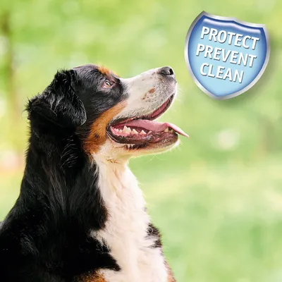 Dog with a badge showing the words protect, prevent, clean, highlighting product benefits related to protection, prevention, and cleanliness.