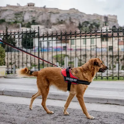 JULIUS-K9 IDC® POWAIR нагръдник, оранжев JULIUS-K9 IDC® POWAIR нагръдник, оранжев