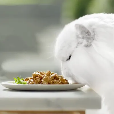 White long-haired cat eating chunks of wet food from a white plate on a table, with green garnish visible beside the food.