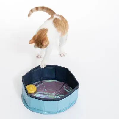 Kat speelt met poot in een opvouwbaar blauw kunststof badje met gele ronde speelbal erin. Badje heeft opstaande randen en staat op witte ondergrond.