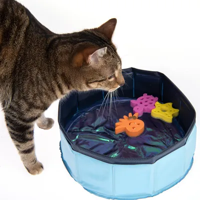 Tabbykat ved blå plastikbassin med tre farvede flydende legetøjsfigurer i form af fisk og stjerne. Katten kigger ned i bassinet.