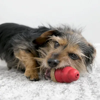 Pas grize crvenu gumenu igračku na tepihu. Igračka je konusnog oblika, izrađena od gume.
