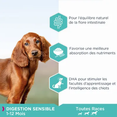 Texte : Digestion sensible 1–12 mois, toutes races. Pour l’équilibre naturel de la flore intestinale, meilleure absorption des nutriments, DHA pour stimuler l’intelligence des chiots.