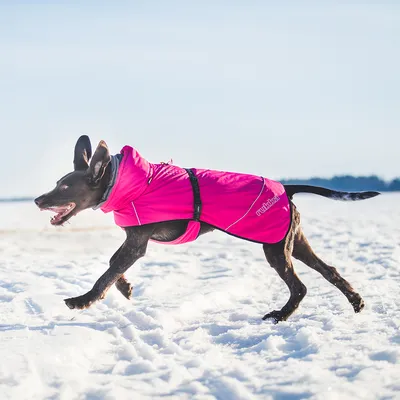 Hund løber i sneen og har en pink frakke med teksten 'Rukka' på.