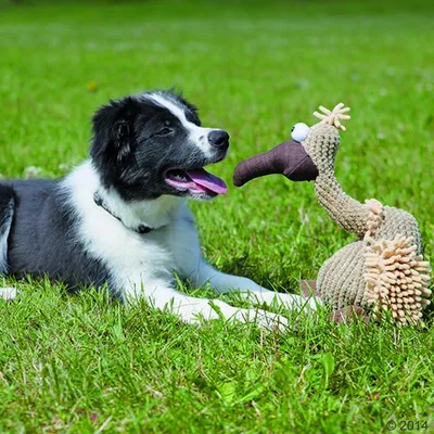 Hund spielt auf einer Wiese mit einem Stoffspielzeug in Form eines Vogels.