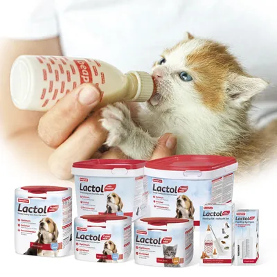 Kitten being bottle-fed with Lactol milk replacer, surrounded by various Lactol puppy and kitten milk products and feeding accessories.