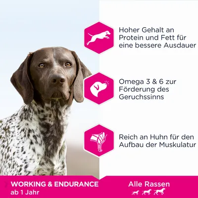 Korkea proteiini- ja rasvapitoisuus parantaa kestävyyttä, omega 3 & 6 tukee hajuaistia, runsaasti kanaa lihasten kehitykseen. Working & Endurance yli 1-vuotiaille, kaikille roduille.