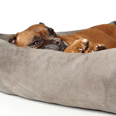 Pes leží v šedém pelíšku z textilu, detailní pohled na pohodlné lůžko pro domácí mazlíčky.