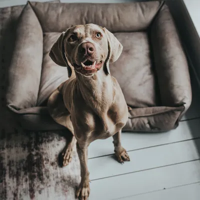 Velký pes sedící před hnědým pelíškem pro psy z textilu na světlé podlaze, pelíšek má zvýšené okraje.