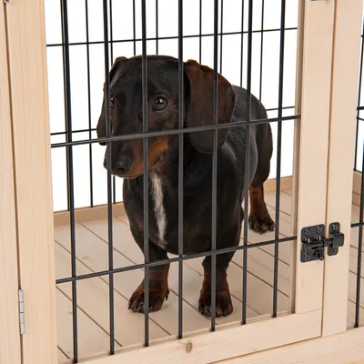 Chien à poil court noir et marron dans une cage en bois avec barreaux métalliques noirs, sol en bois clair, porte fermée par un loquet visible.