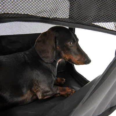 Bassotto seduto in una borsa da trasporto nera con superficie a rete, adatta al trasporto di pet.