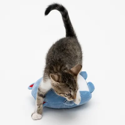 Jonge kat speelt met een blauw pluchen speeltje. Demonstratie van het gebruik van een kattenspeeltje.