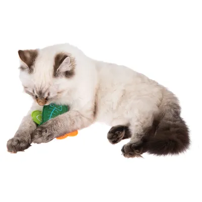Kat speelt met groen en oranje stoffen speelgoed in de vorm van groente.