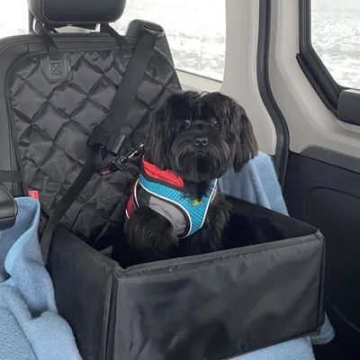 Hund in einem schwarzen Autositz mit Sicherheitsgurt und farbigem Geschirr. Sitz mit gesteppter Rückenlehne und blauer Decke im Auto.
