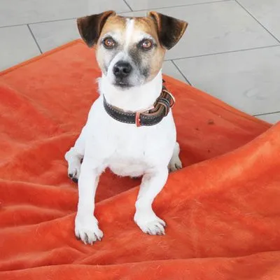 Kleine hond met korte witte vacht en donkere halsband zittend op een oranje fleece deken op een tegelvloer. Materiaal van de deken is duidelijk zichtbaar als stof.