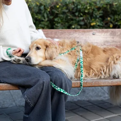 Hund an grüner Leine mit Kleeblatt-Muster liegt auf einer Bank neben einer Person in weissem Pullover und grauer Hose.