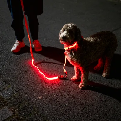 Hund mit leuchtendem roten LED-Halsband und passender Leine bei Nacht auf Gehweg.