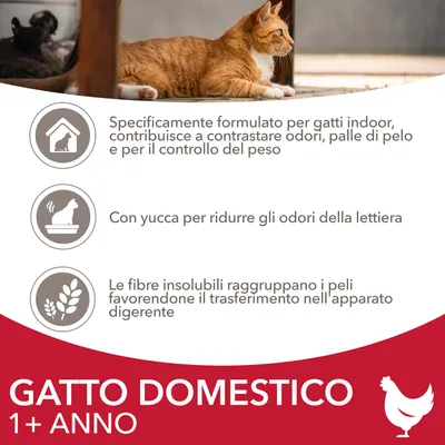 GATTO DOMESTICO 1+ ANNO. Specificamente formulato per gatti indoor, contrasta odori, palle di pelo e peso; con yucca per ridurre gli odori della lettiera; fibre insolubili favoriscono digestione.