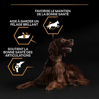 Texte visible : Favorise le maintien de la bonne santé, aide à garder un pelage brillant, soutient la bonne santé des articulations. Chien brun assis en dessous des icônes explicatives.