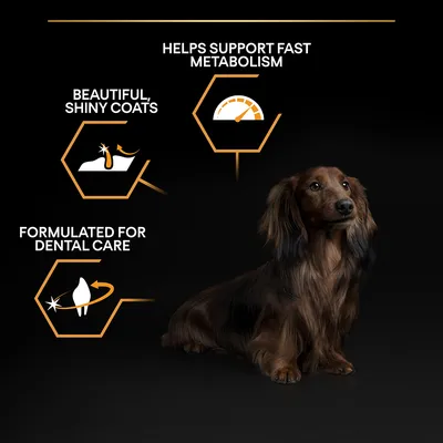 Text på engelska: Helps support fast metabolism, Beautiful shiny coats, Formulated for dental care. Illustrationer av päls, mätare och tand bredvid en långhårig hund.