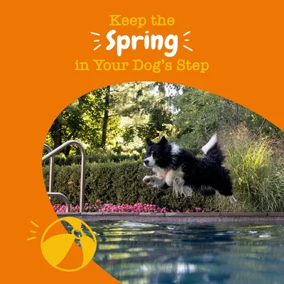 Keep the Spring in Your Dog’s Step. Pes skáče do bazénu, v popředí žlutý a oranžový míč. Text v angličtině.