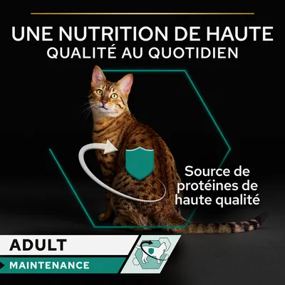 UNE NUTRITION DE HAUTE QUALITÉ AU QUOTIDIEN, Source de protéines de haute qualité, ADULT MAINTENANCE. Texte en français belge visible sur l’image.