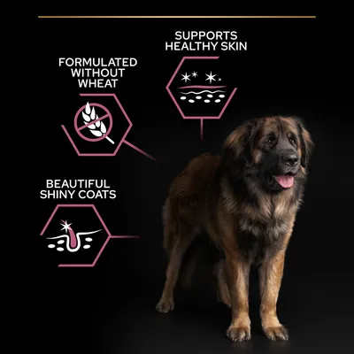 Formulated without wheat, supports healthy skin, beautiful shiny coats. Tekst og grafiske ikoner ved siden af en hund.