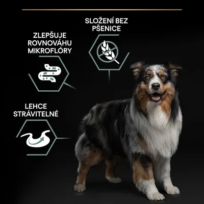 Pes s textom v češtine: Zlepšuje rovnováhu mikroflóry, složení bez pšenice, lehce stravitelné. Piktogramy znázorňujú črevá, klas a žalúdok.