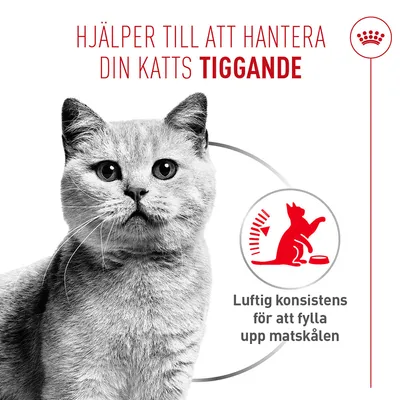 Royal Canin Appetite Control Care AirLift Mousse