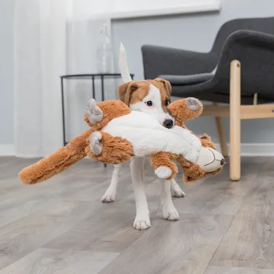 Petit chien blanc et marron tenant un grand jouet en peluche marron et blanc en forme d’animal dans sa gueule, sur un sol intérieur en bois clair.