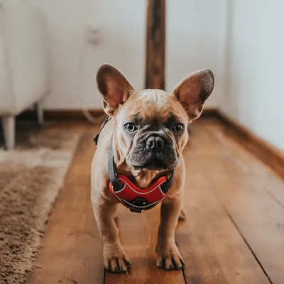 Perro pequeño de pelaje marrón claro con arnés rojo y negro, de pie sobre suelo de madera en interior.