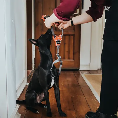 Person legt einem schwarzen Hund ein orange-graues Geschirr an. Geschirr mit sichtbarem Logo und ergonomischem Design.