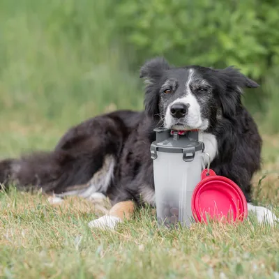 Dog next to a transparent food container with grey lid and red foldable bowl. Container holds dry food.