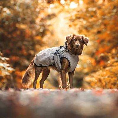 Pies w jesiennym lesie w szarej outdoorowej kurtce dla psa z regulowanymi paskami.