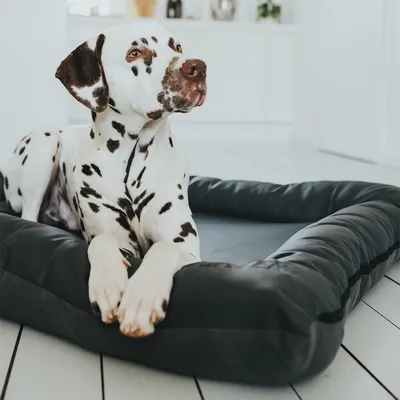 Dalmatin leží na černém pelíšku pro psy s vyvýšeným okrajem, materiál vypadá jako textil a koženka.