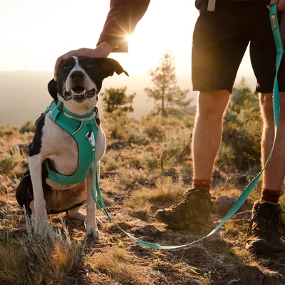 Cane con pettorina e guinzaglio turchesi all'aperto accanto a una persona in pantaloncini, paesaggio naturale sullo sfondo.