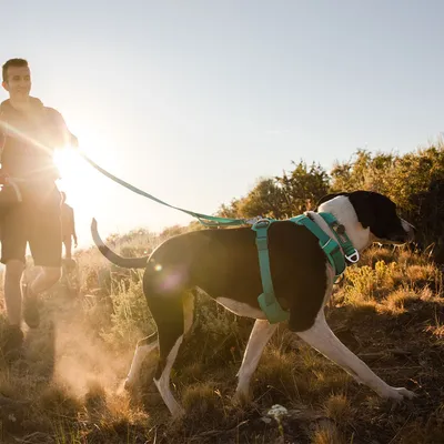 Cane con pettorina e guinzaglio verdi cammina all'aperto accanto a una persona su un sentiero soleggiato.