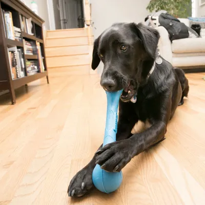 Black dog playing with a blue bone-shaped chew toy on a wooden floor.
