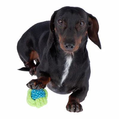 Fekete kutya zöld és kék textil csomózott játékkal a mancsa alatt.