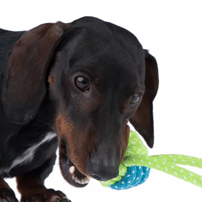 Kutya zöld-kék színű, kötél anyagú rágójátékkal játszik.