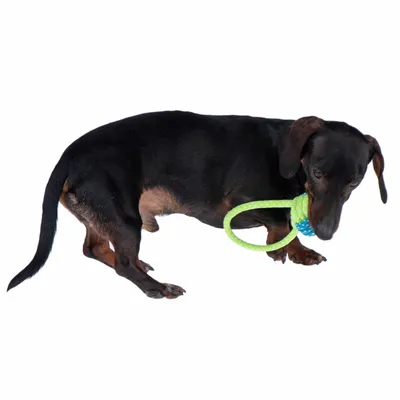 Tacskó zöld és kék kötél anyagú rágójátékkal játszik.