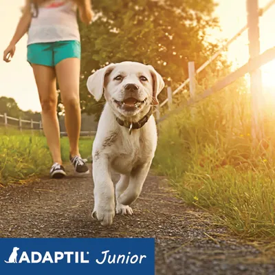Štene na povodcu u šetnji s osobom, prikaz proizvoda ADAPTIL Junior vidljiv u donjem lijevom kutu.