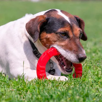 Dog playing with red ring-shaped chew toy on a lawn.
