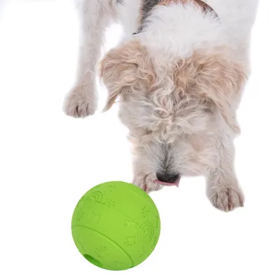 Hund untersucht grünen Spielball mit geprägten Pfoten- und Knochenmustern. Ball dient als interaktives Hundespielzeug.